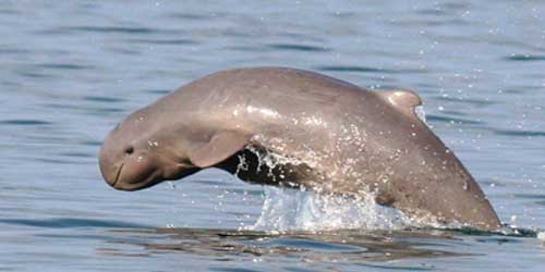 irrawaddy_dolphin